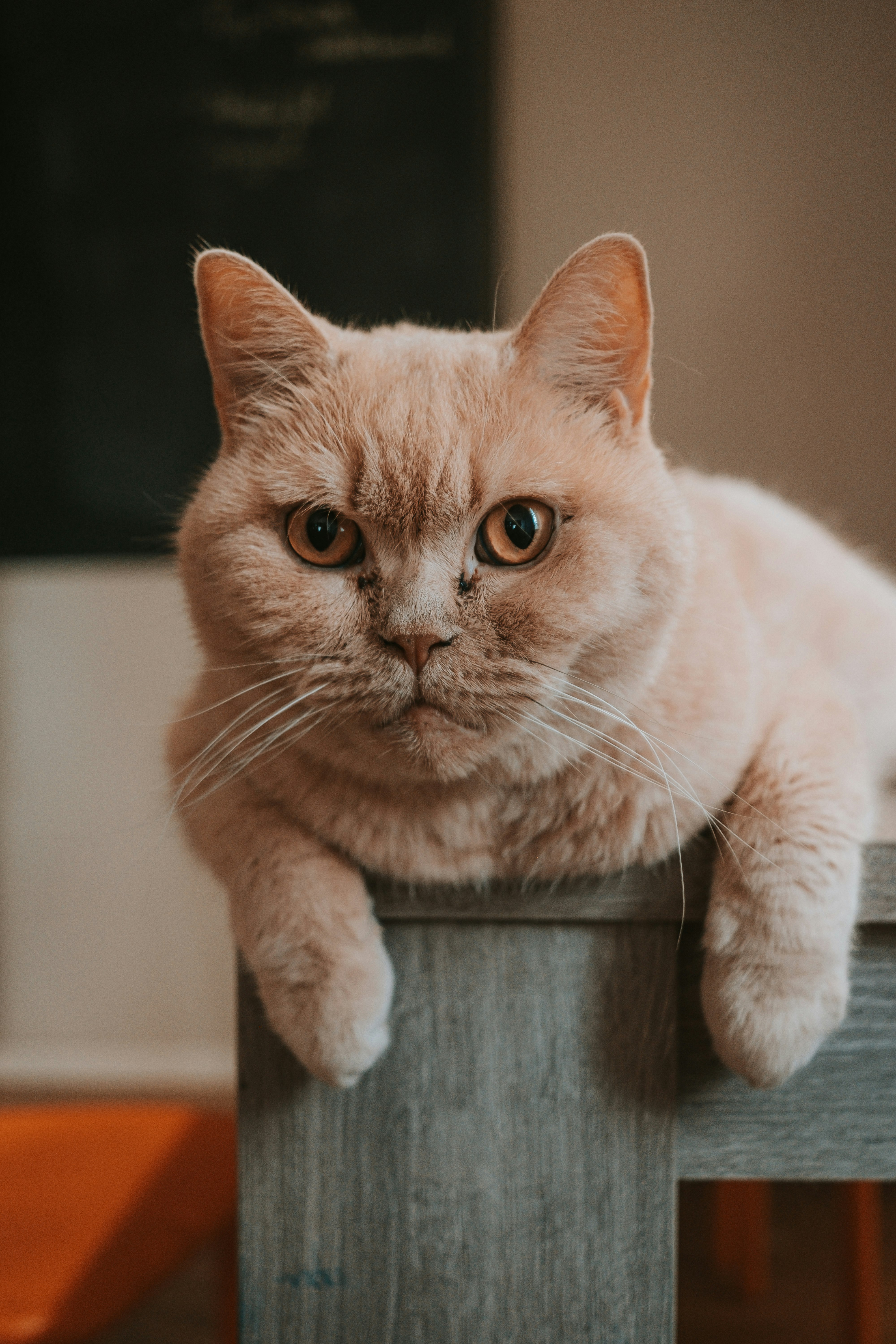 white and brown cat on brown wooden table